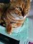Clyde (2)